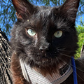 Leash Training Cat