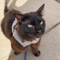 Cat Obedience Training - Fang