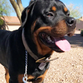 Dog Boarding Client Testimonial